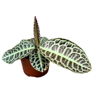 Labisia 'Turtle Back' - image 3