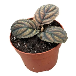Labisia 'Vietnam' - image 3