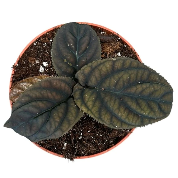 Labisia 'Vietnam' - image 2