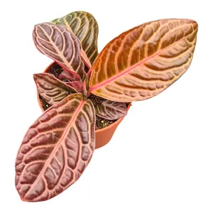 Labisia obtusifolia 'Zebra' - image 1