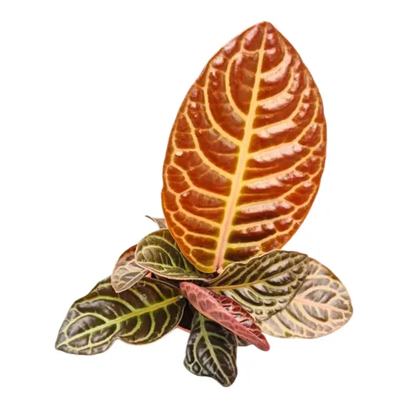 Labisia obtusifolia 'Zebra' - image 2
