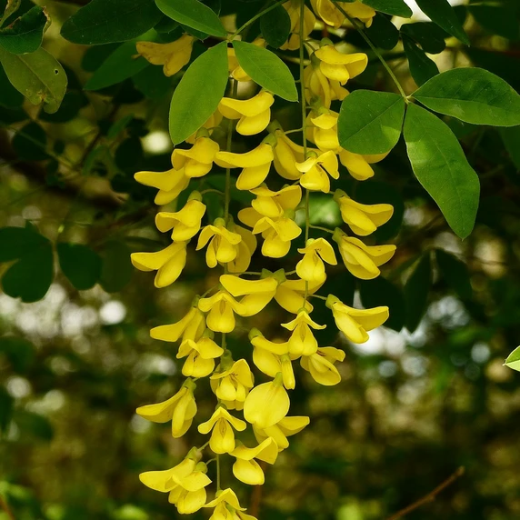 Laburnum x watereri 'Sunspire'