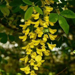 Laburnum x watereri 'Sunspire'