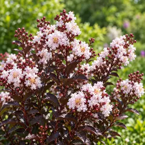 Lagerstroemia indica 'Coconut Sorbet' 12L - image 1