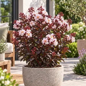 Lagerstroemia indica 'Coconut Sorbet' 12L - image 2