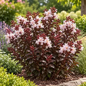 Lagerstroemia indica 'Coconut Sorbet' 12L - image 3