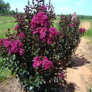Picture - Minier Nurseries