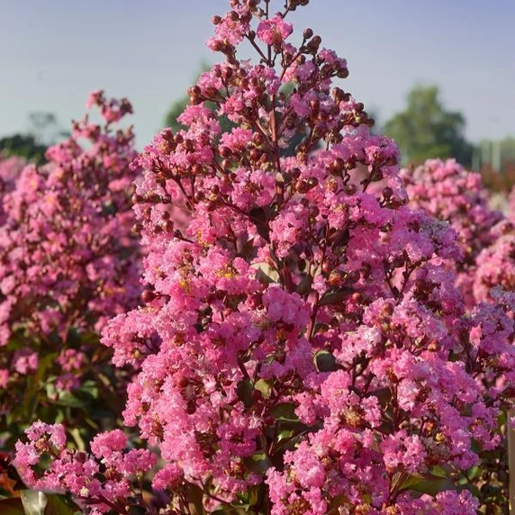 Picture - Minier Nurseries
