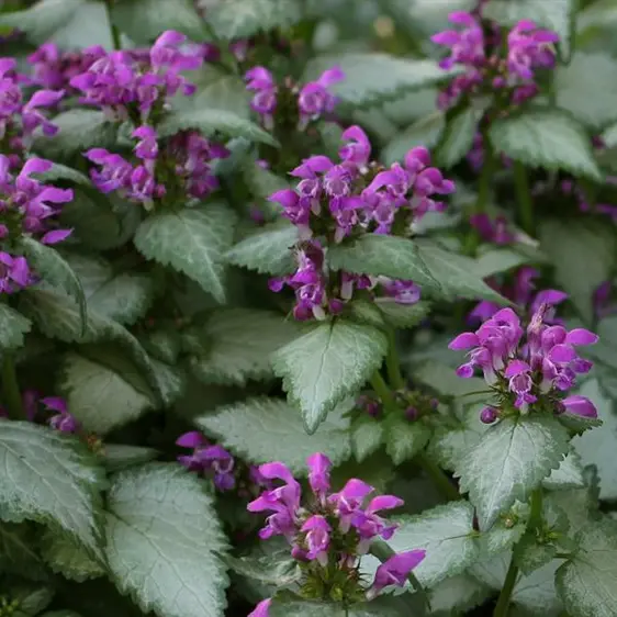 Picture Credit - Darwins Perennials