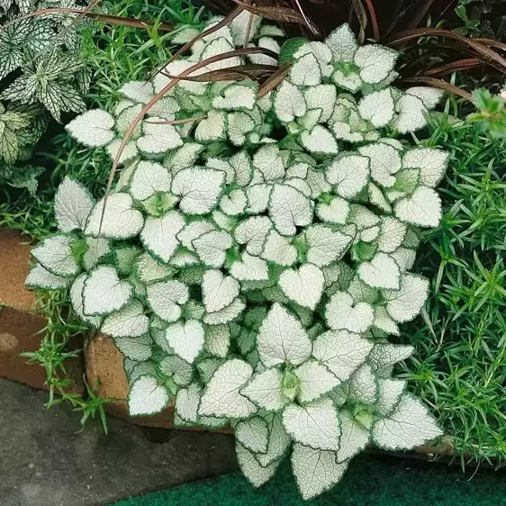 Lamium maculatum 'White Nancy'