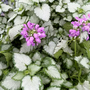 Picture Credit - Darwins Perennials