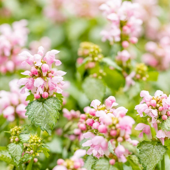 Lamium maculatum 'Pink Pewter'