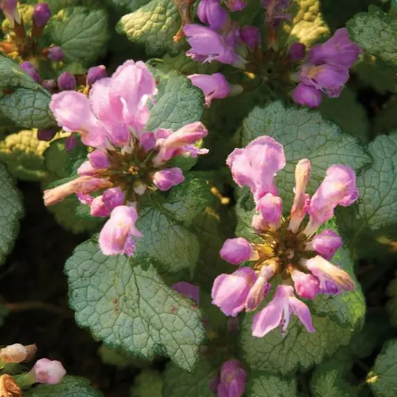 Lamium maculatum 'Red Nancy'