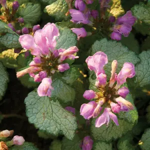 Lamium maculatum 'Red Nancy'