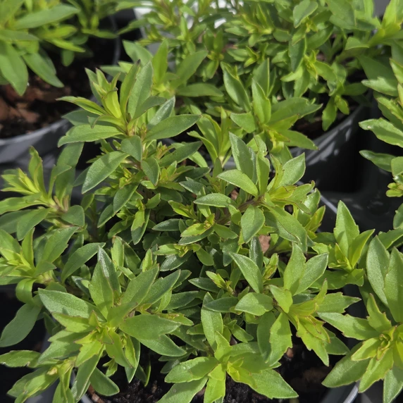 Lampranthus aureus 'Pink' 1L