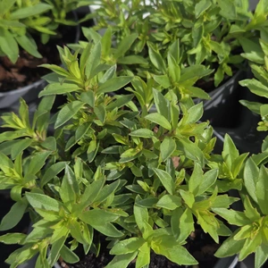 Lampranthus aureus 'Pink' 1L
