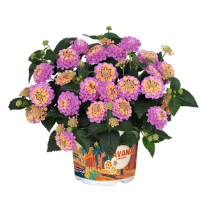 Lantana 'Havana Pink'