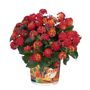 Lantana 'Havana Red'