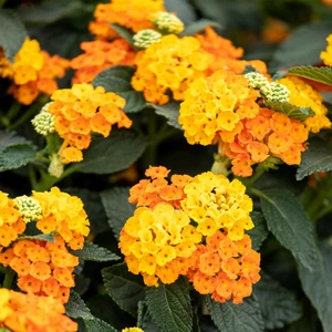 Lantana 'Orange'