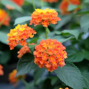 Lantana 'Red'