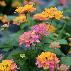 Lantana 'Rose'