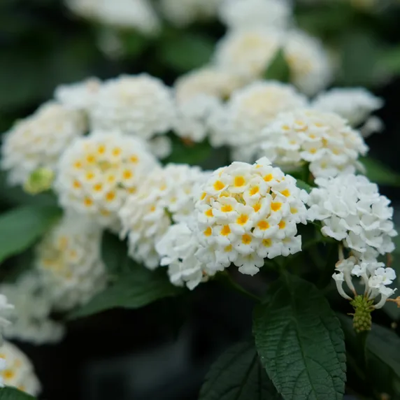 Lantana 'White'