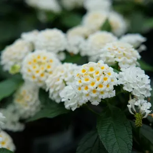 Lantana 'White'