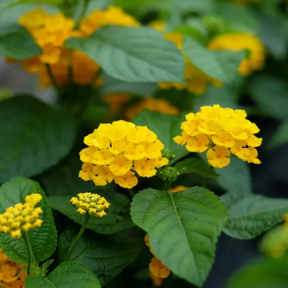 Lantana 'Yellow'