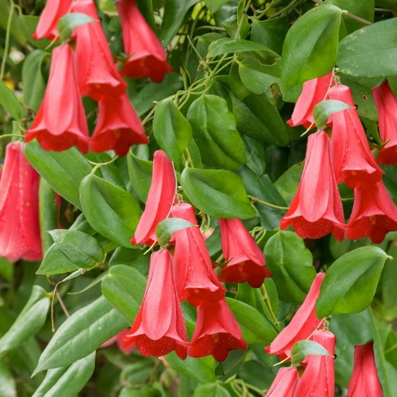 Lapageria rosea