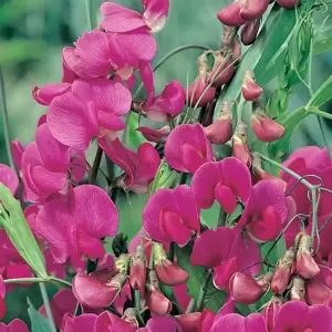 Lathyrus latifolius 'Red Pearl'