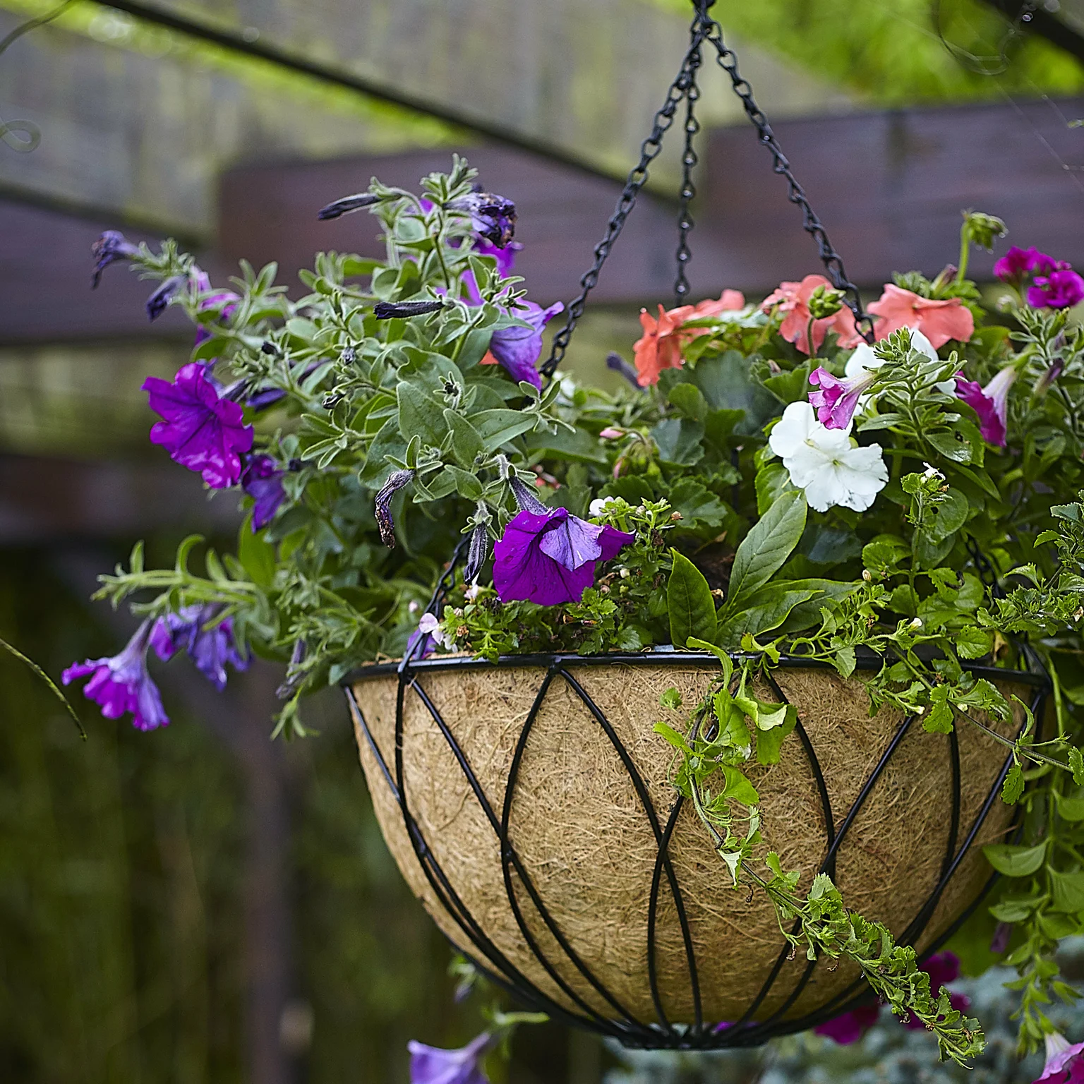 Lattice Hanging Basket With Liner 35cm Cowell's Garden Centre