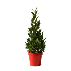 Laurus nobilis Pyramid 4L - image 1