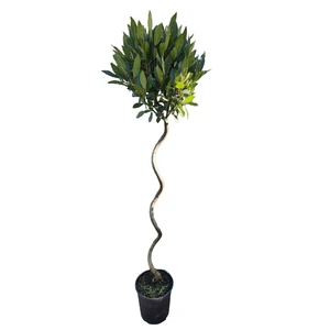 Laurus nobilis Spiral Stem 10L - image 2