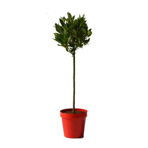 Laurus nobilis Standard 4L - image 1