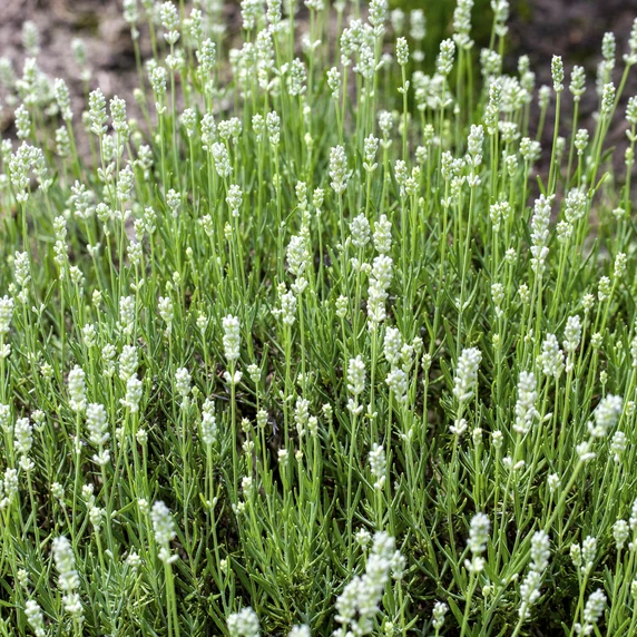 Lavandula angustifolia 'Alba' - image 1