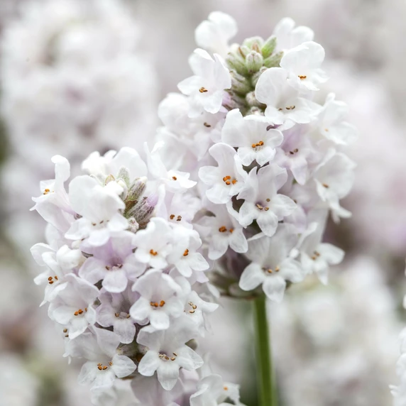 Lavandula angustifolia 'Alba' - image 3