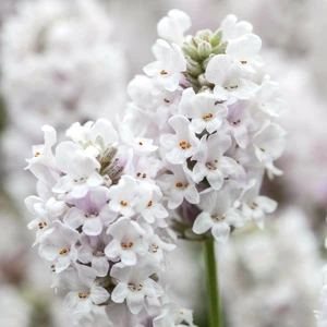 Lavandula angustifolia 'Alba' - image 3