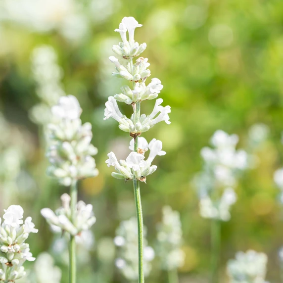 Lavandula angustifolia 'Alba' - image 4