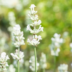 Lavandula angustifolia 'Alba' - image 4