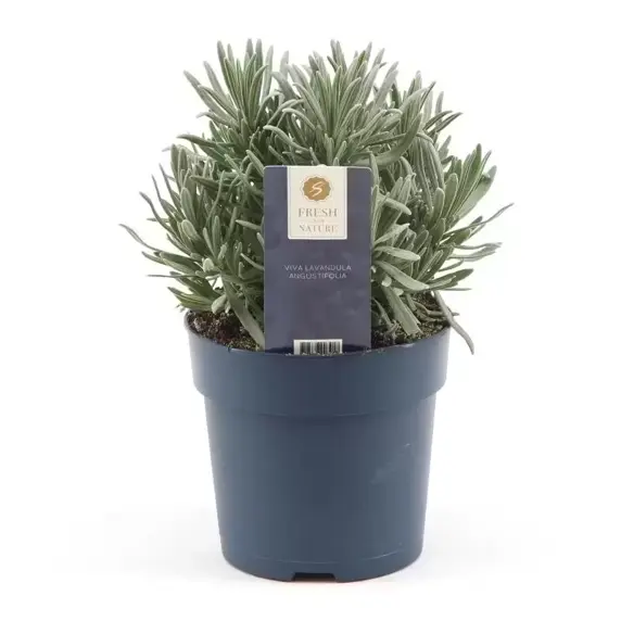 Lavandula angustifolia 14cm - image 2