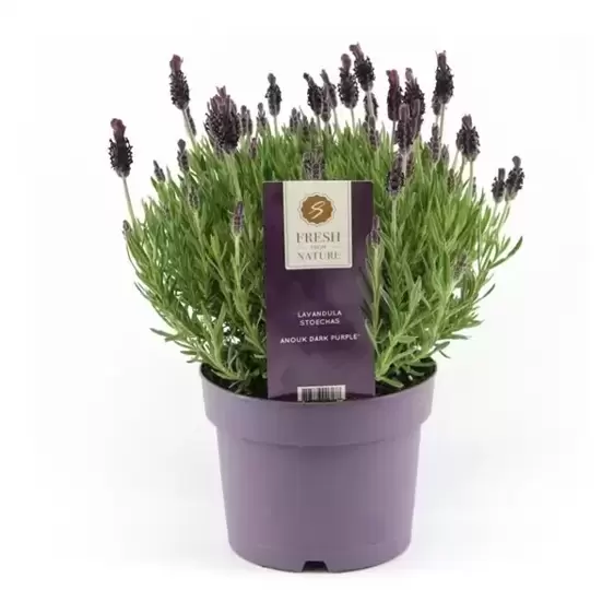 Lavandula stoechas 'Anouk' 3L