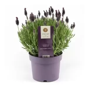 Lavandula stoechas 'Anouk' 3L