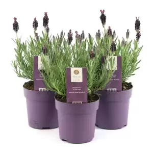 Lavandula stoechas 'Anouk' 10.5cm - image 3