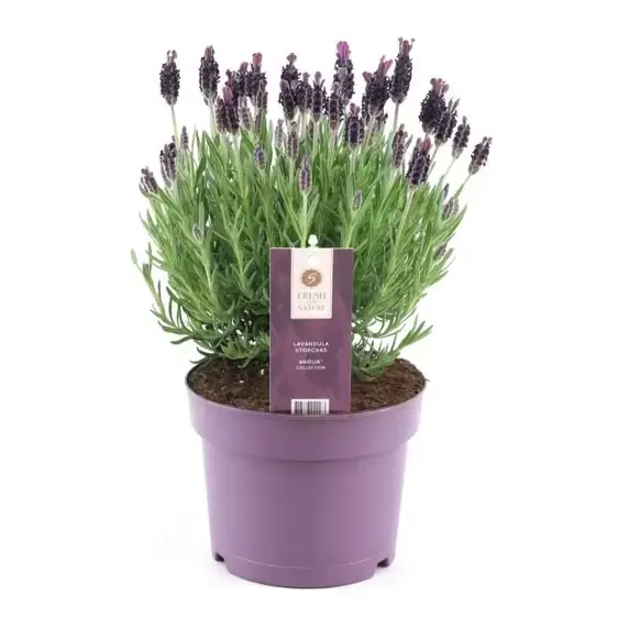 Lavandula stoechas 'Anouk Dark Purple' 1.5L
