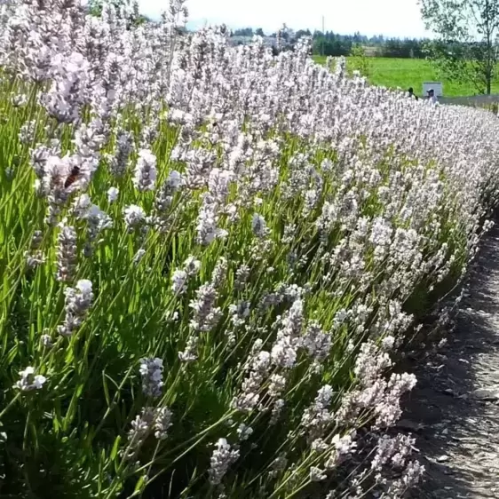 Lavandula angustifolia 'Aromance White'