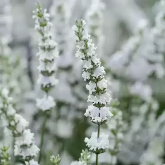 Lavandula x intermedia 'Edelweiss' 2L