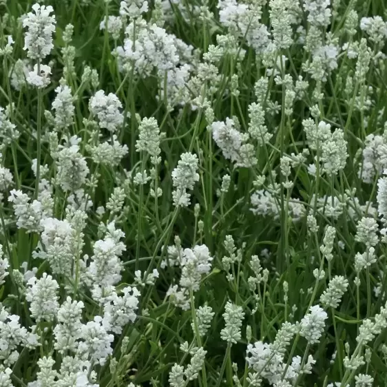 Lavandula angustifolia 'Ellagance White'