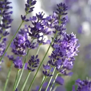 Lavandula angustifolia 'Felice' 1.5L