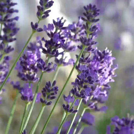Lavandula angustifolia 'Felice Silver' - image 1