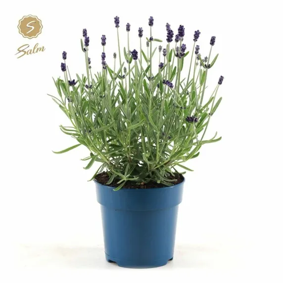 Lavandula angustifolia 'Felice Silver' - image 2